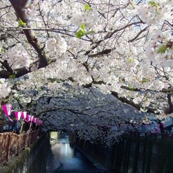目黒川の桜2015